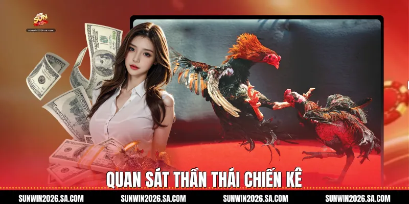 Quan sát thần thái chiến kê